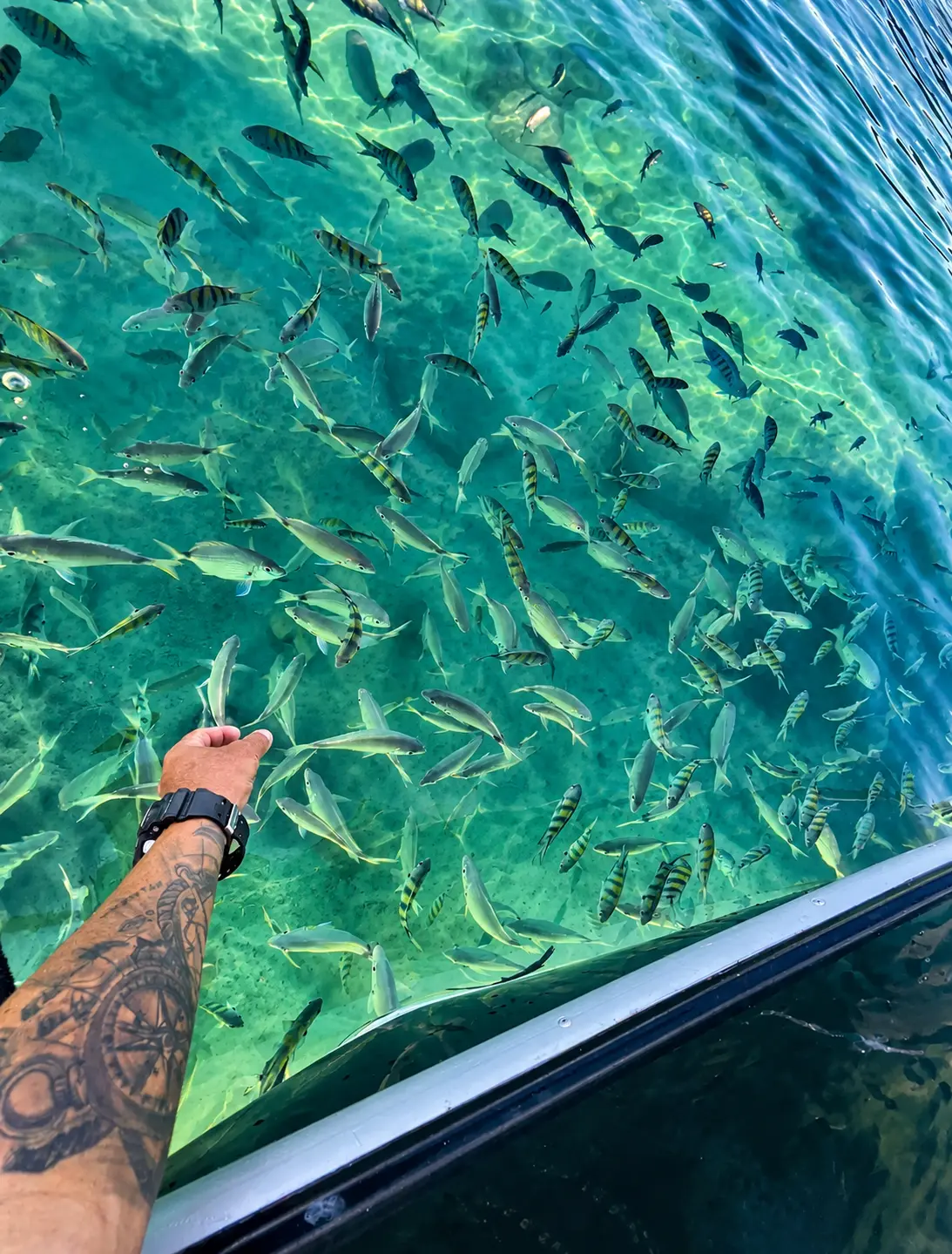 Peces nadando en las aguas transparentes junto a la lancha
